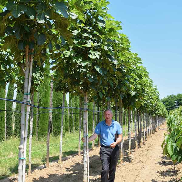 Ficus carica alberetto - Fico - Piante da frutto