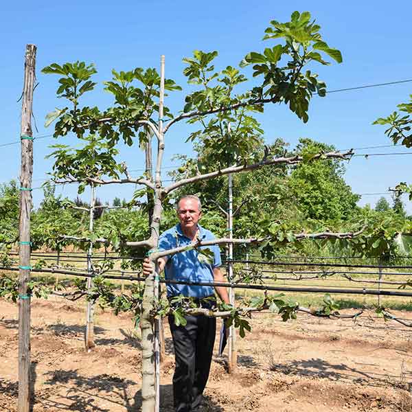 Ficus carica spa alta - Fico - Piante da frutto