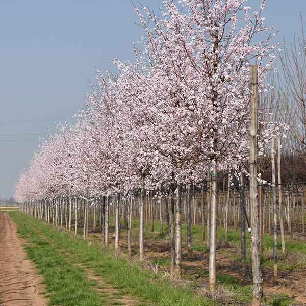 Mandorlo colori - Mandorlo - Piante da frutto