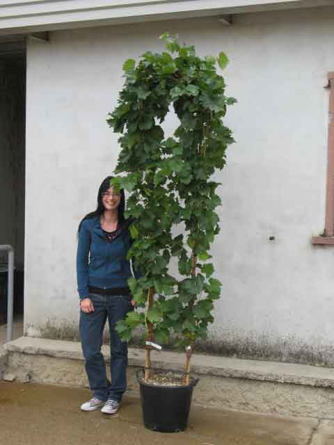 Vitis vinifera - Vite - Piante da frutto